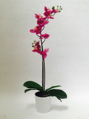 Location de plante Orchidée de décoration à Paris