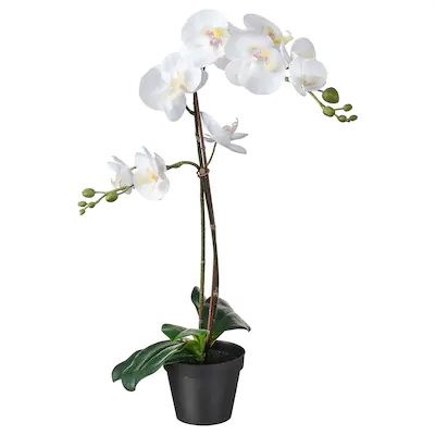 Plante Orchidée artificilelle en location à Paris
